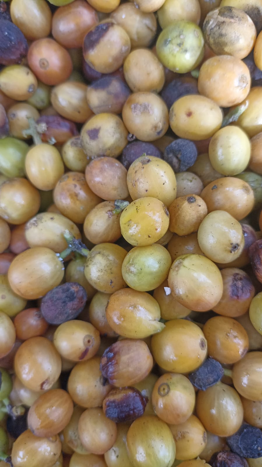 Café verde: Para qué sirve y cómo se toma