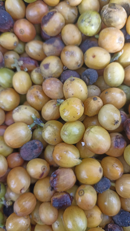 Café verde: Para qué sirve y cómo se toma