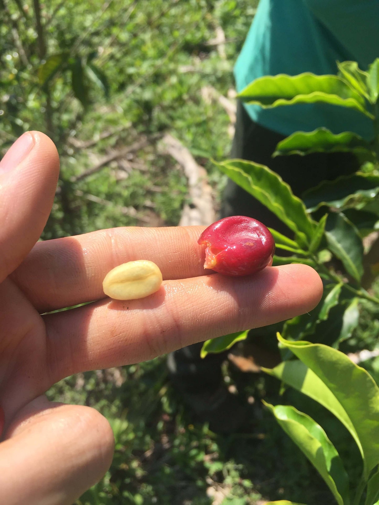 CAFE VERDE EN GRANO PERU