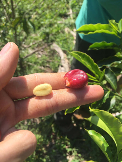 CAFE VERDE EN GRANO PERU