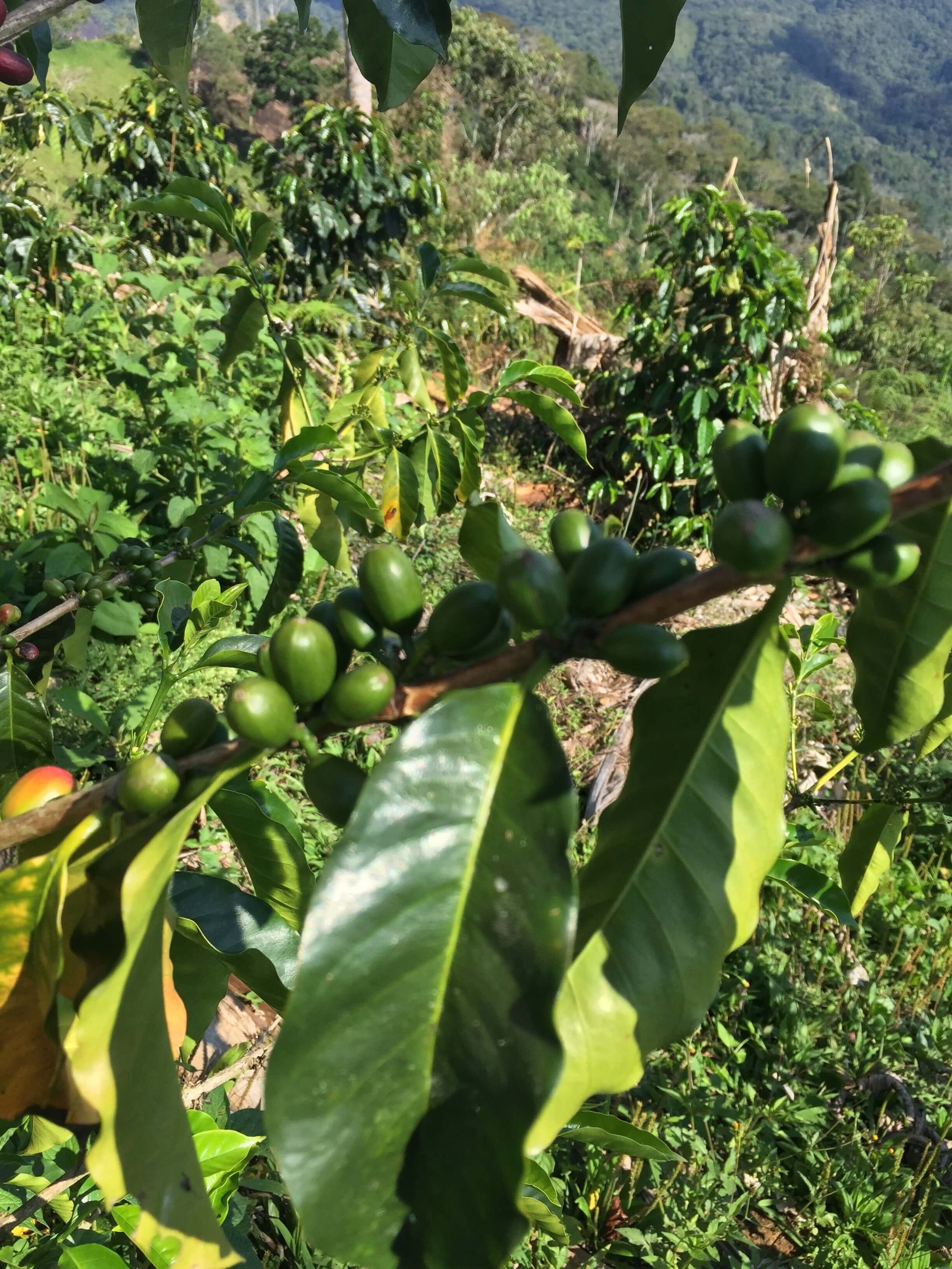 CAFE VERDE EN GRANO PERU