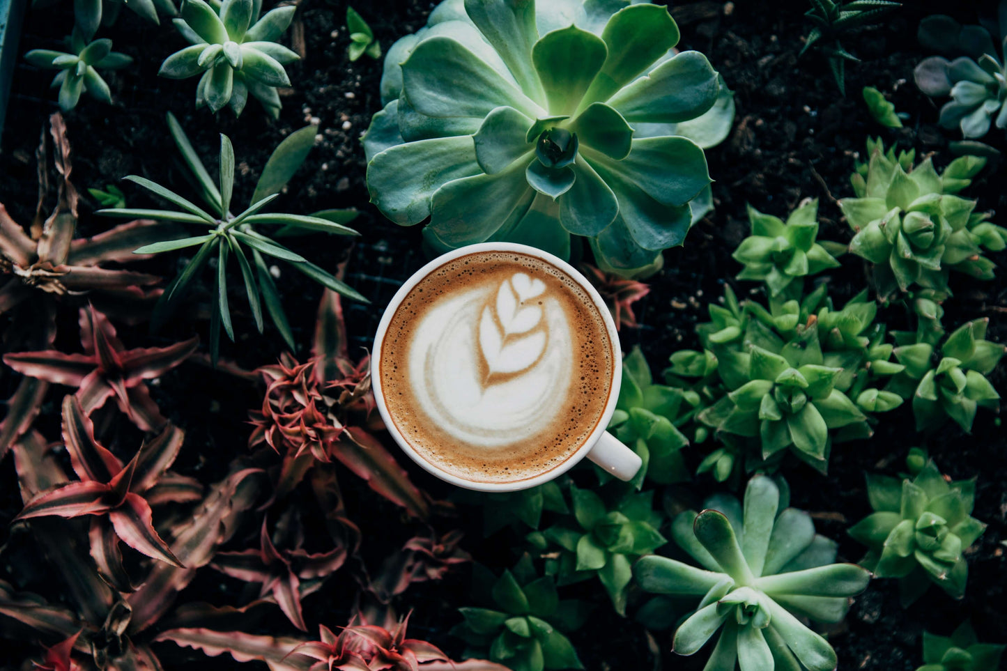 CaféDeEspecialidad

#Café3Orígenes

#CaféArtesanal

#DegustaCafé
#CaféDeOrigen
#CaféOrgánico
#TazaDeCafé
#CaféParaExpertos
#CaféExclusivo